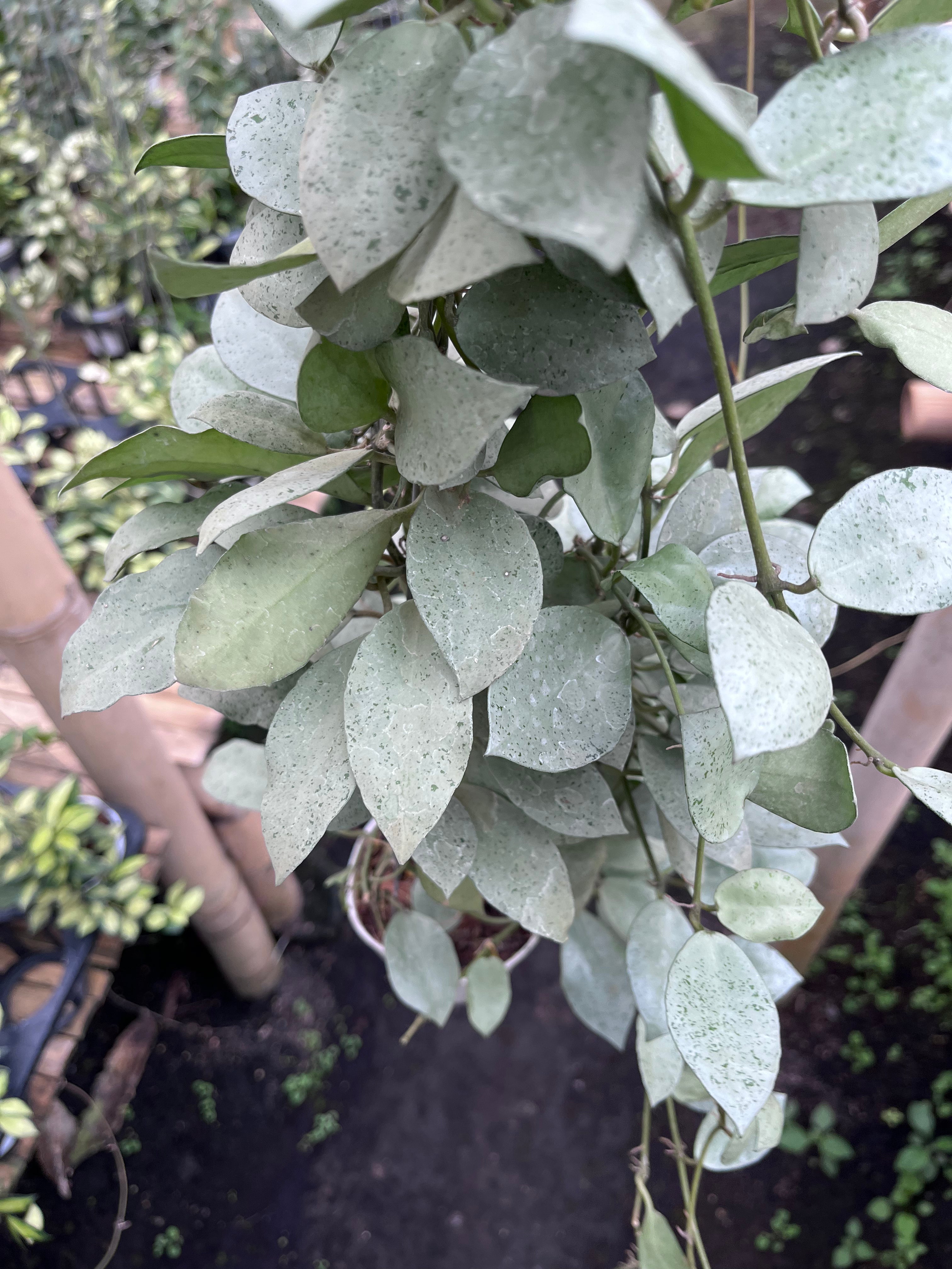Hoya Lacunosa Silver Mini Coin