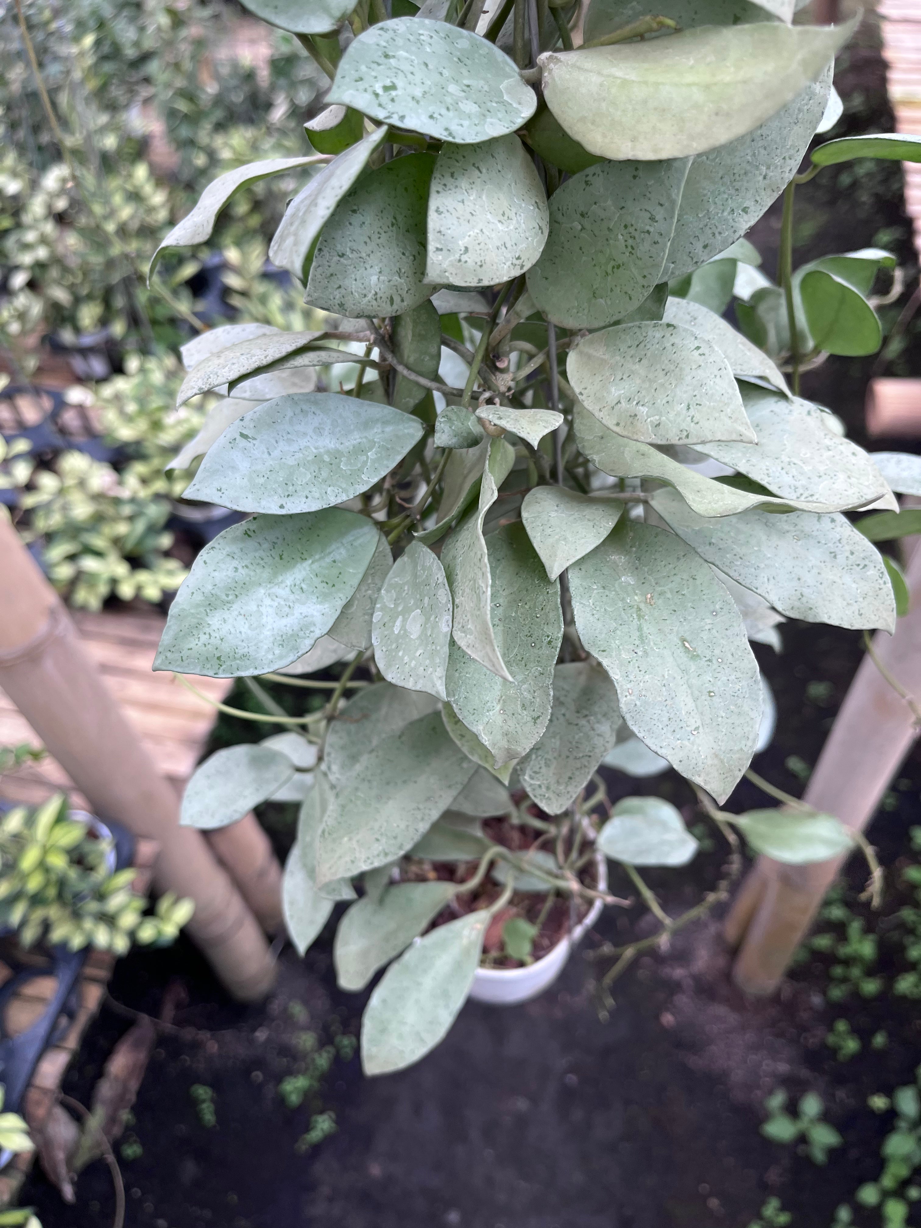 Hoya Lacunosa Silver Mini Coin