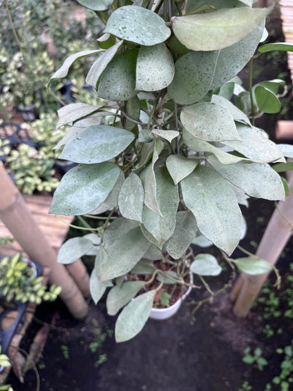 Hoya Lacunosa Silver Mini Coin