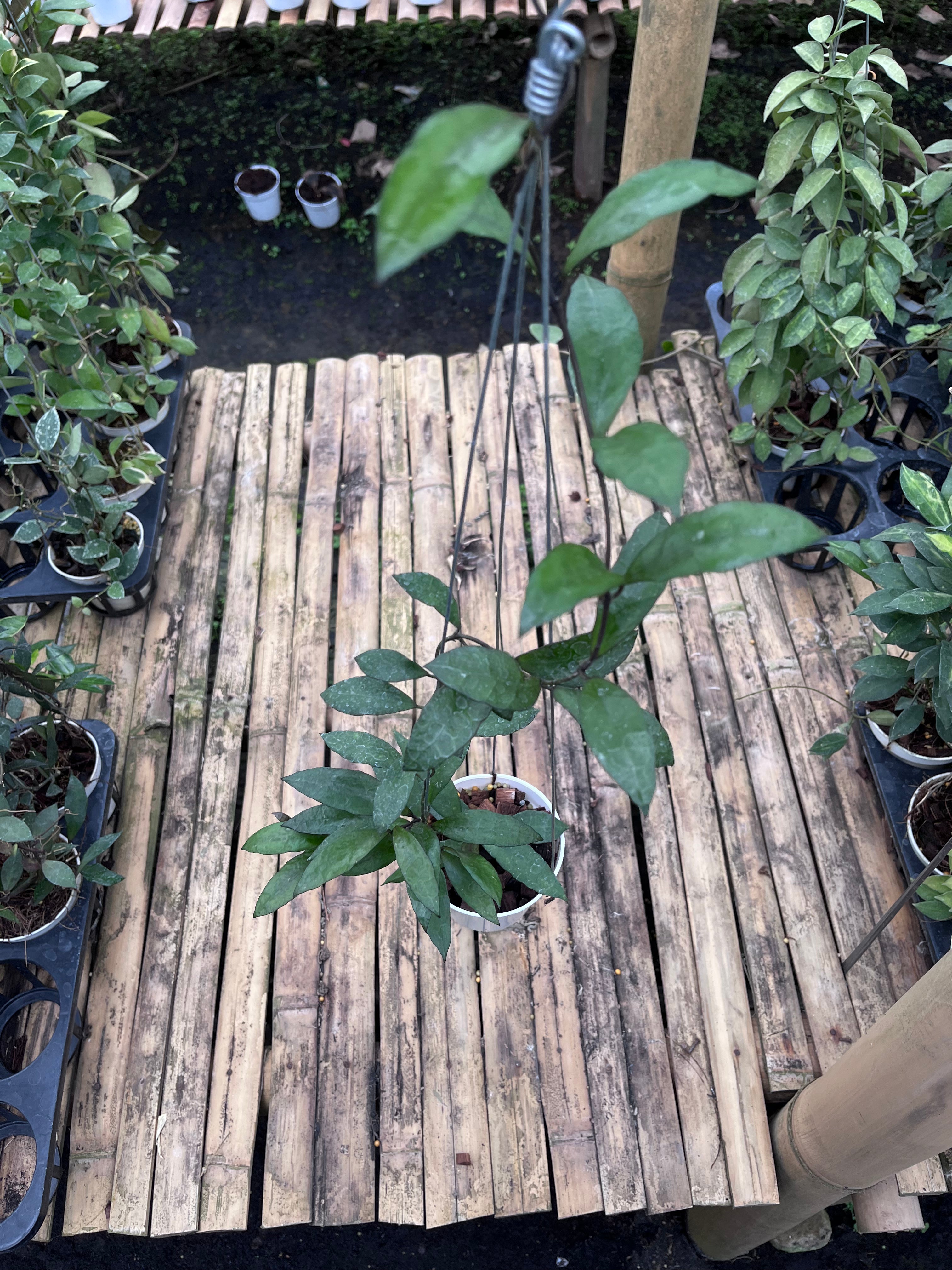 Hoya Lacunosa Gothic