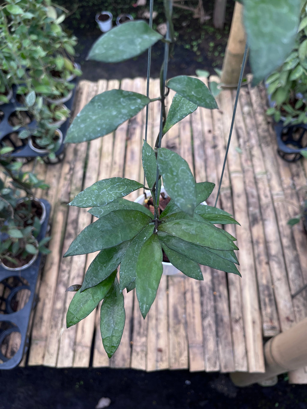 Hoya Lacunosa Gothic