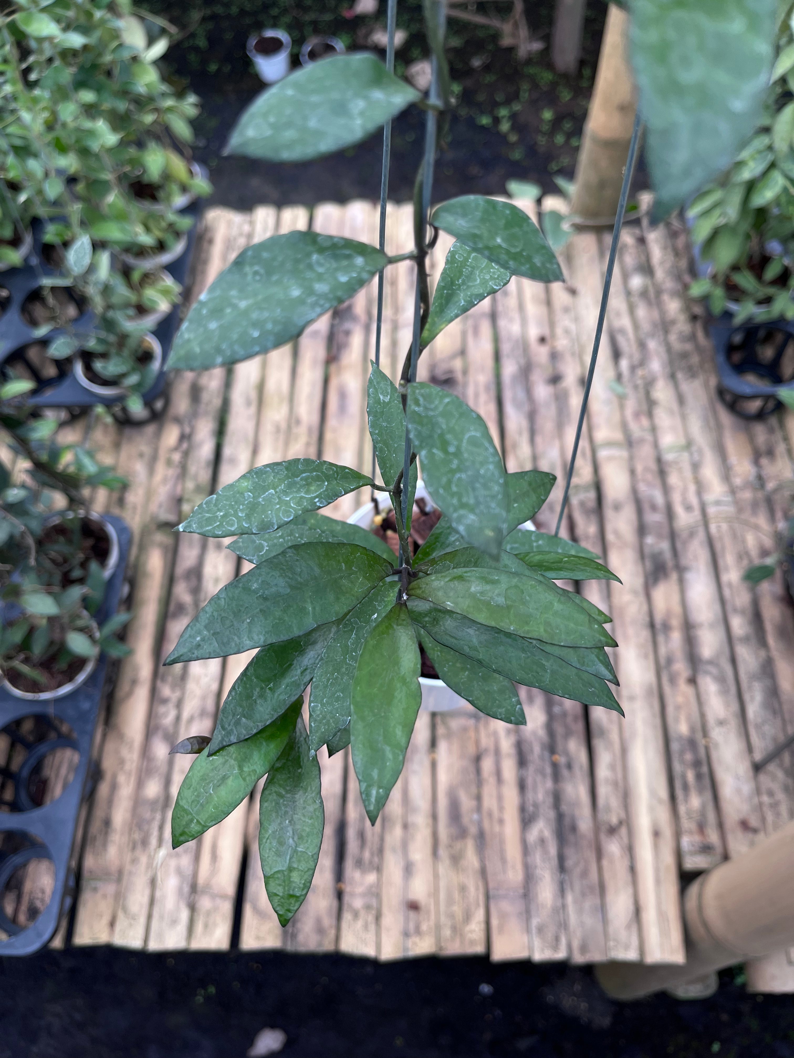 Hoya Lacunosa Gothic