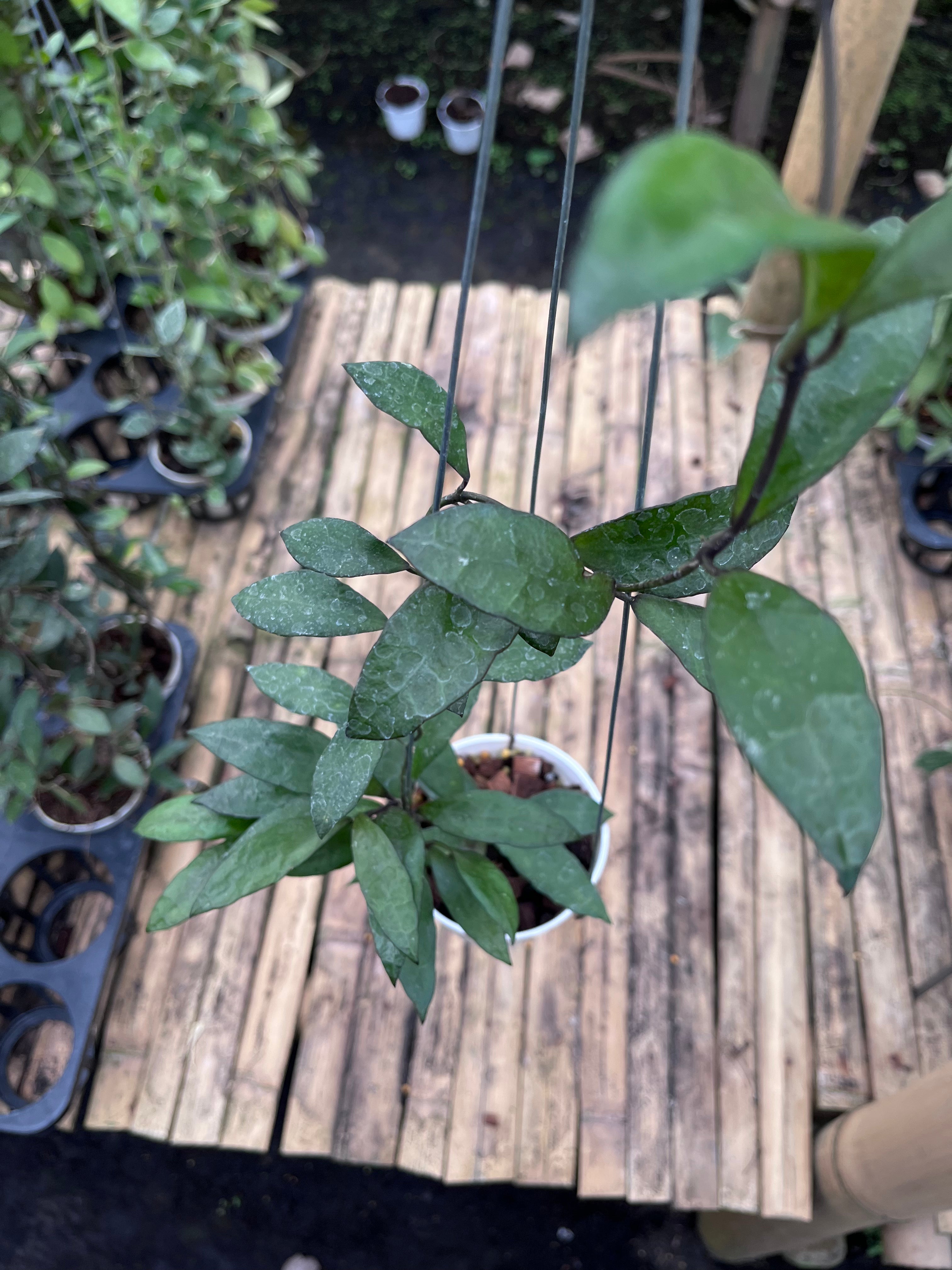 Hoya Lacunosa Gothic