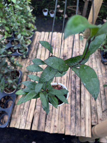Hoya Lacunosa Gothic