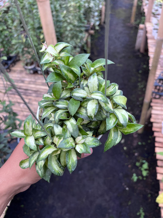 Hoya Lacunosa Bruno