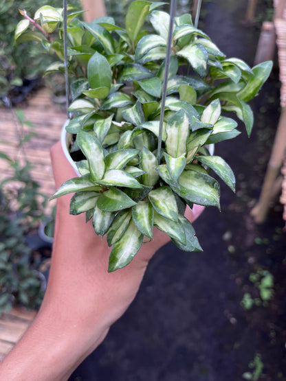 Hoya Lacunosa Bruno