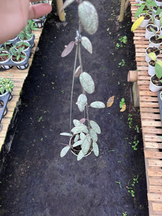 Hoya Sigillatis Silver