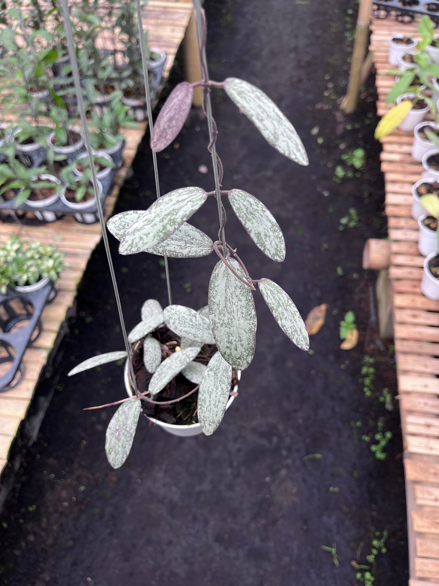 Hoya Sigillatis Silver