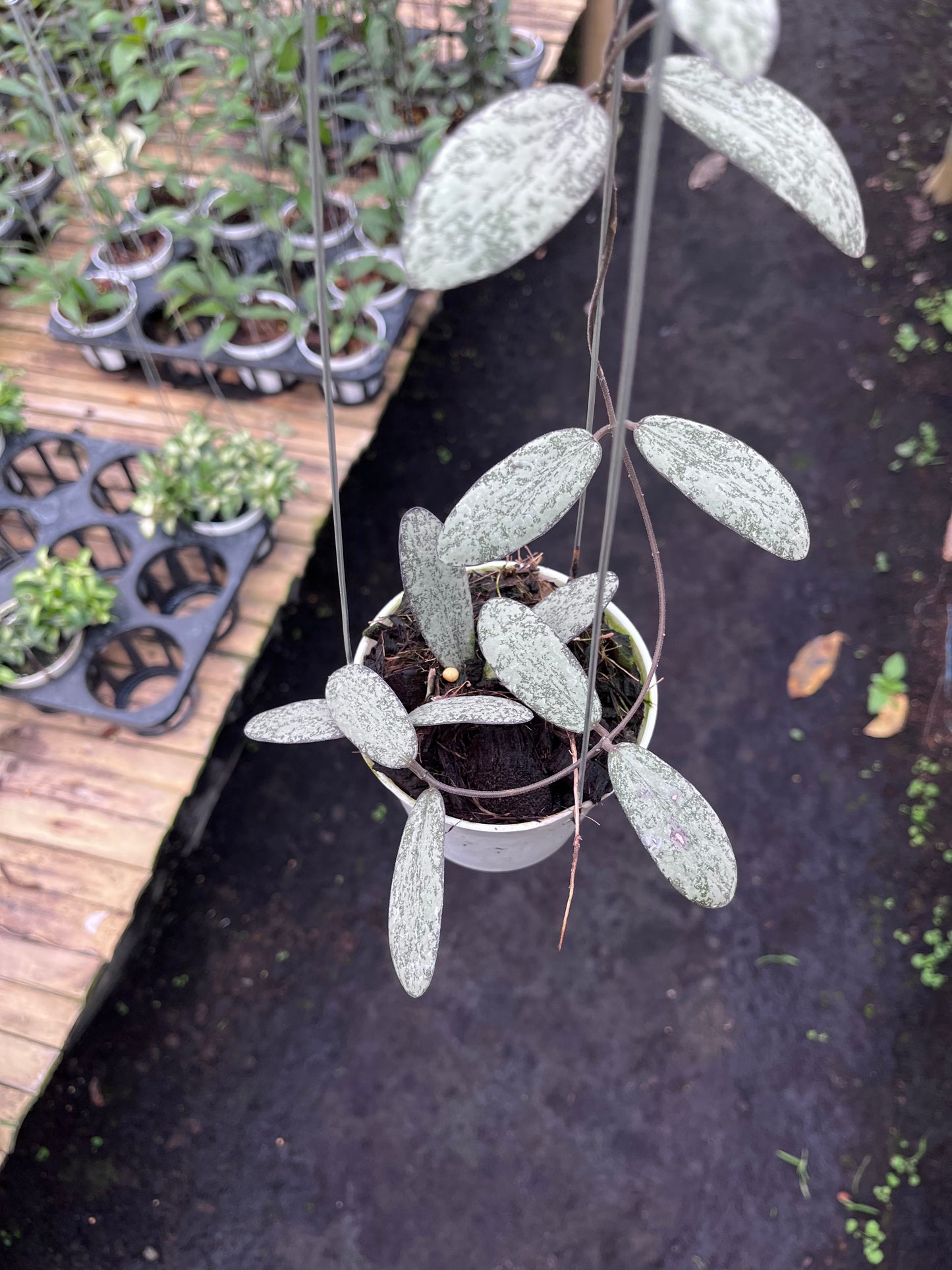 Hoya Sigillatis Silver