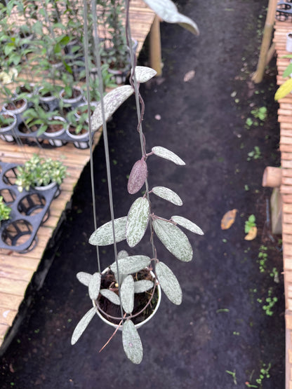 Hoya Sigillatis Silver