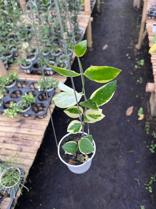 Hoya Incurvula Palta