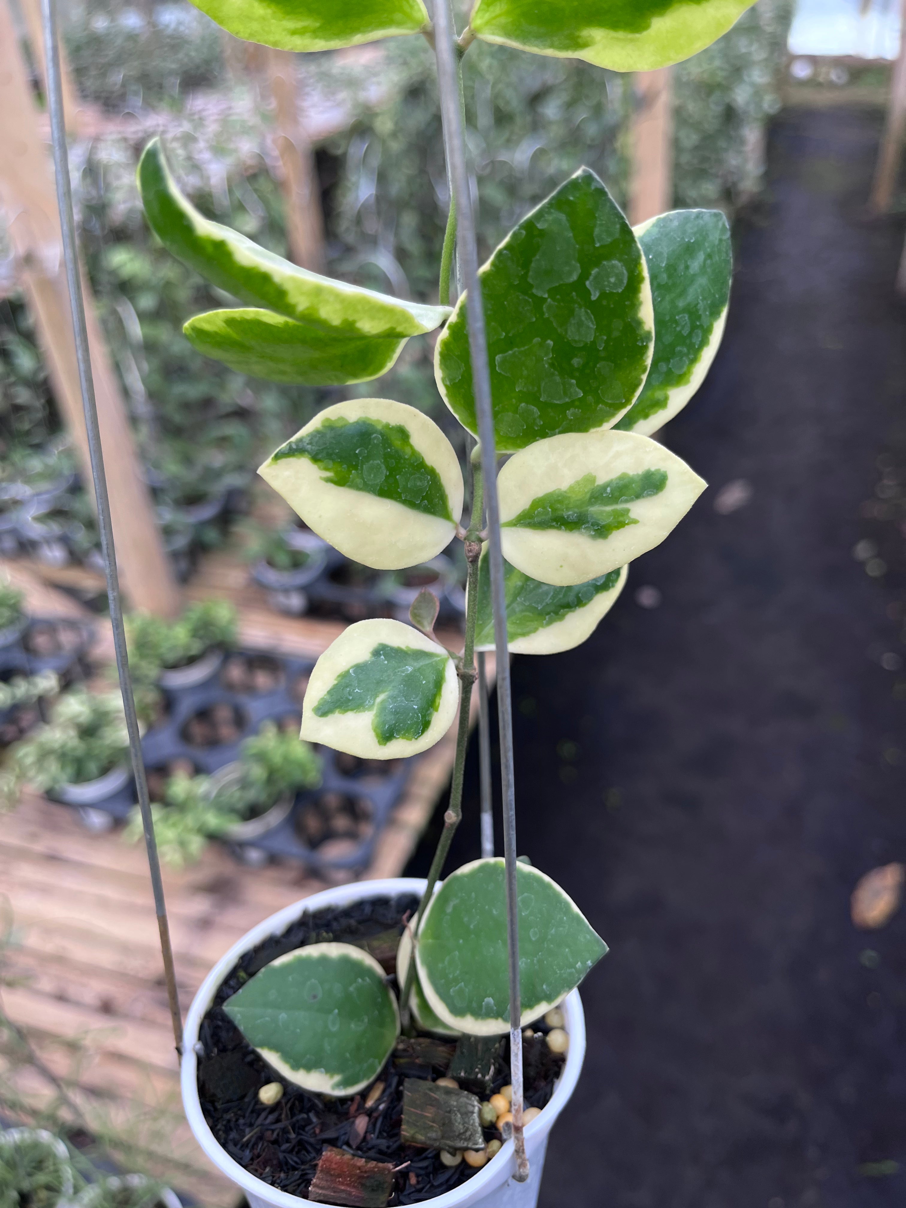 Hoya Incurvula Palta