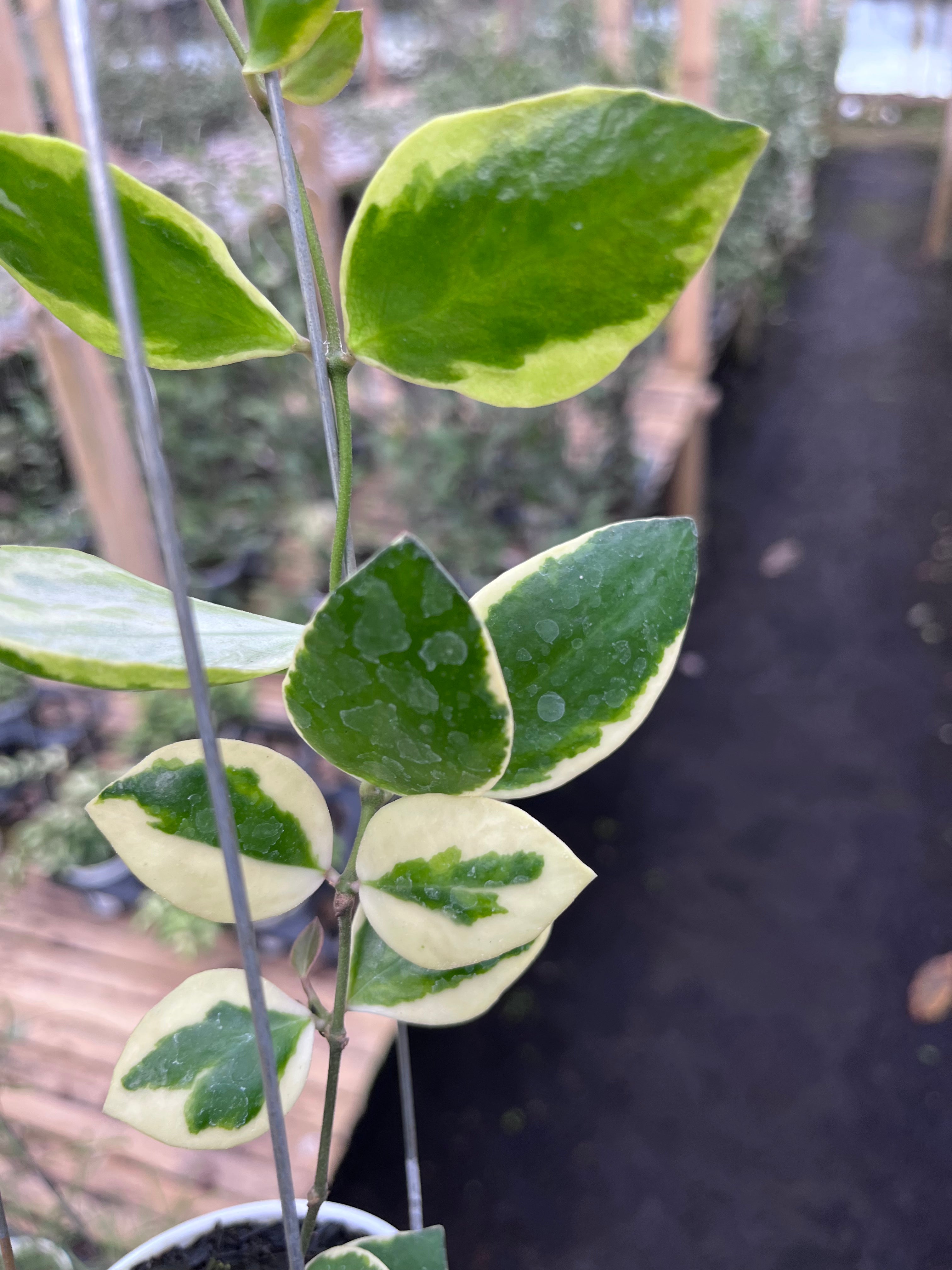 Hoya Incurvula Palta