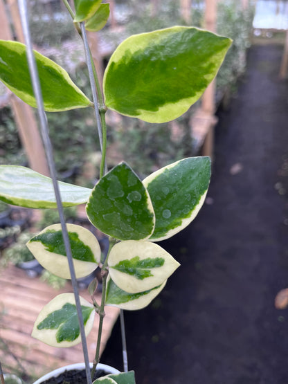 Hoya Incurvula Palta