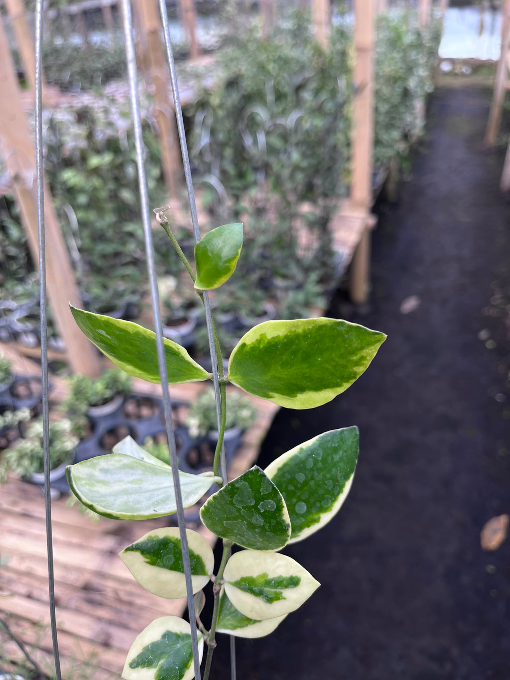 Hoya Incurvula Palta