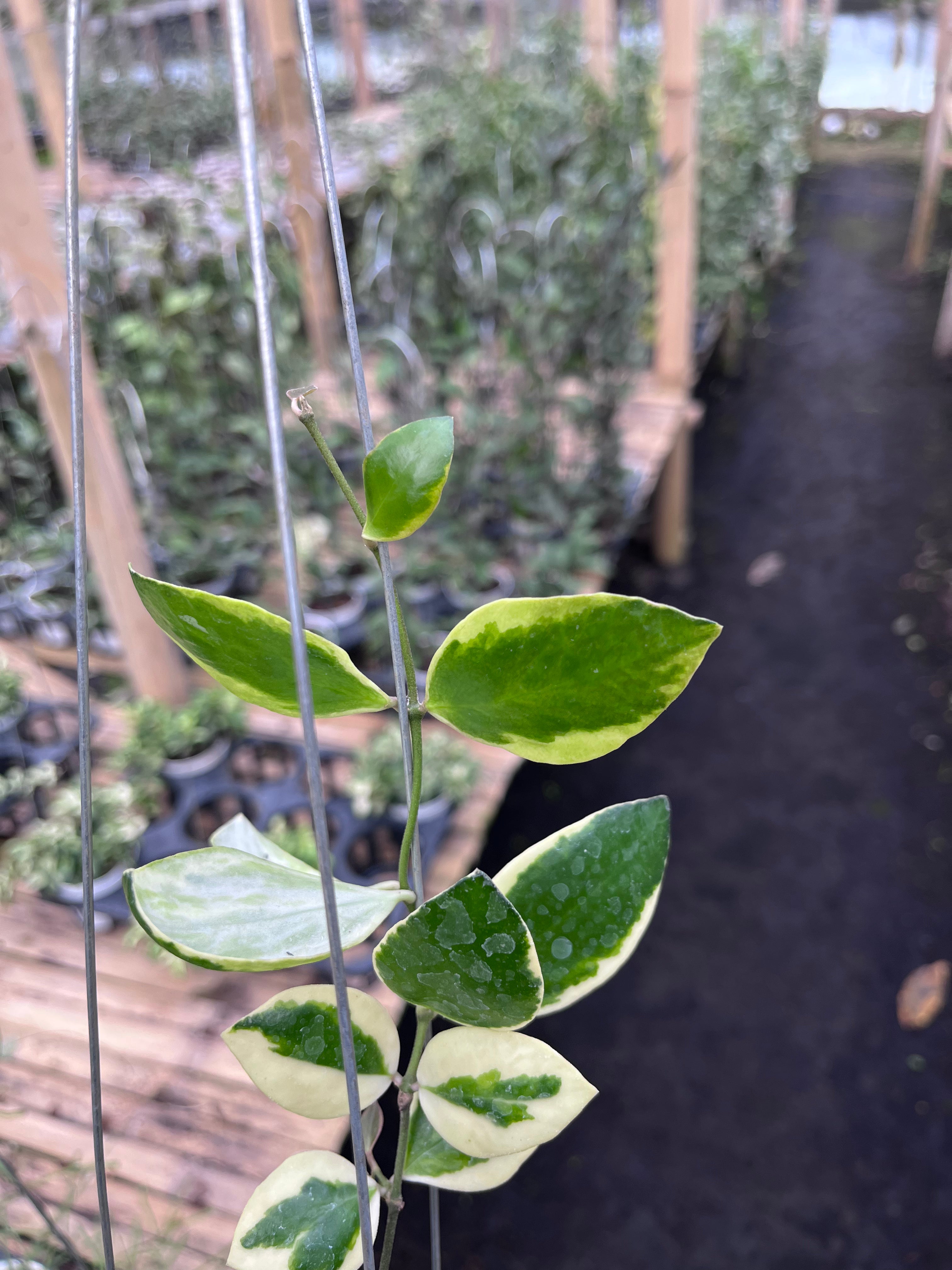Hoya Incurvula Palta
