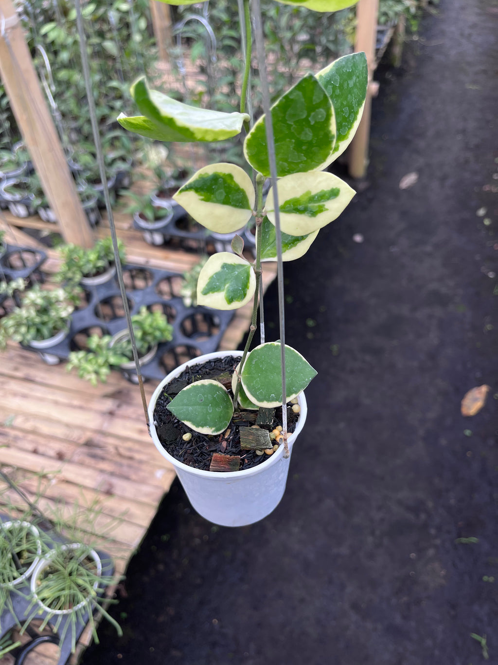 Hoya Incurvula Palta
