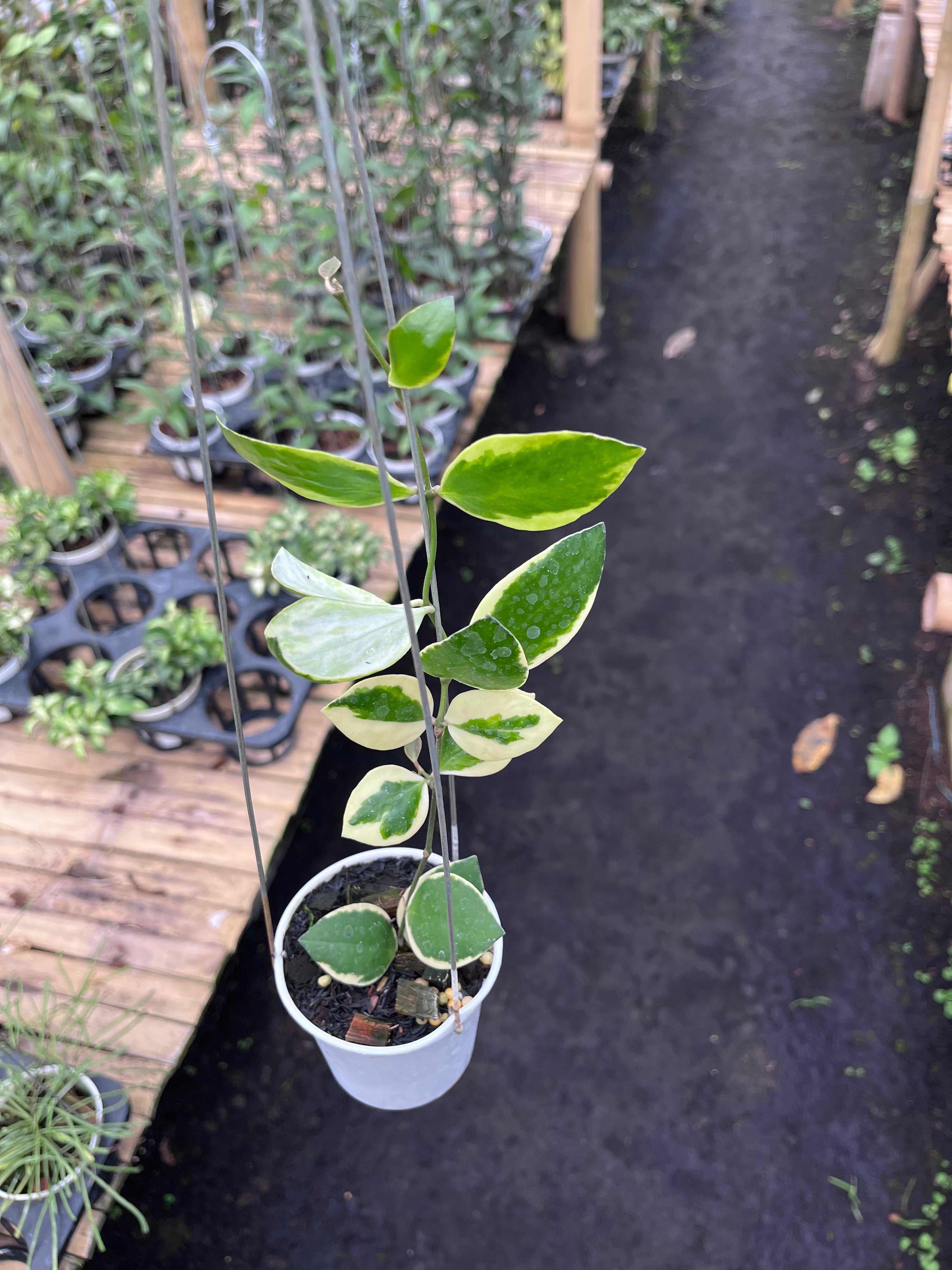 Hoya Incurvula Palta