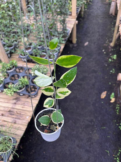 Hoya Incurvula Palta