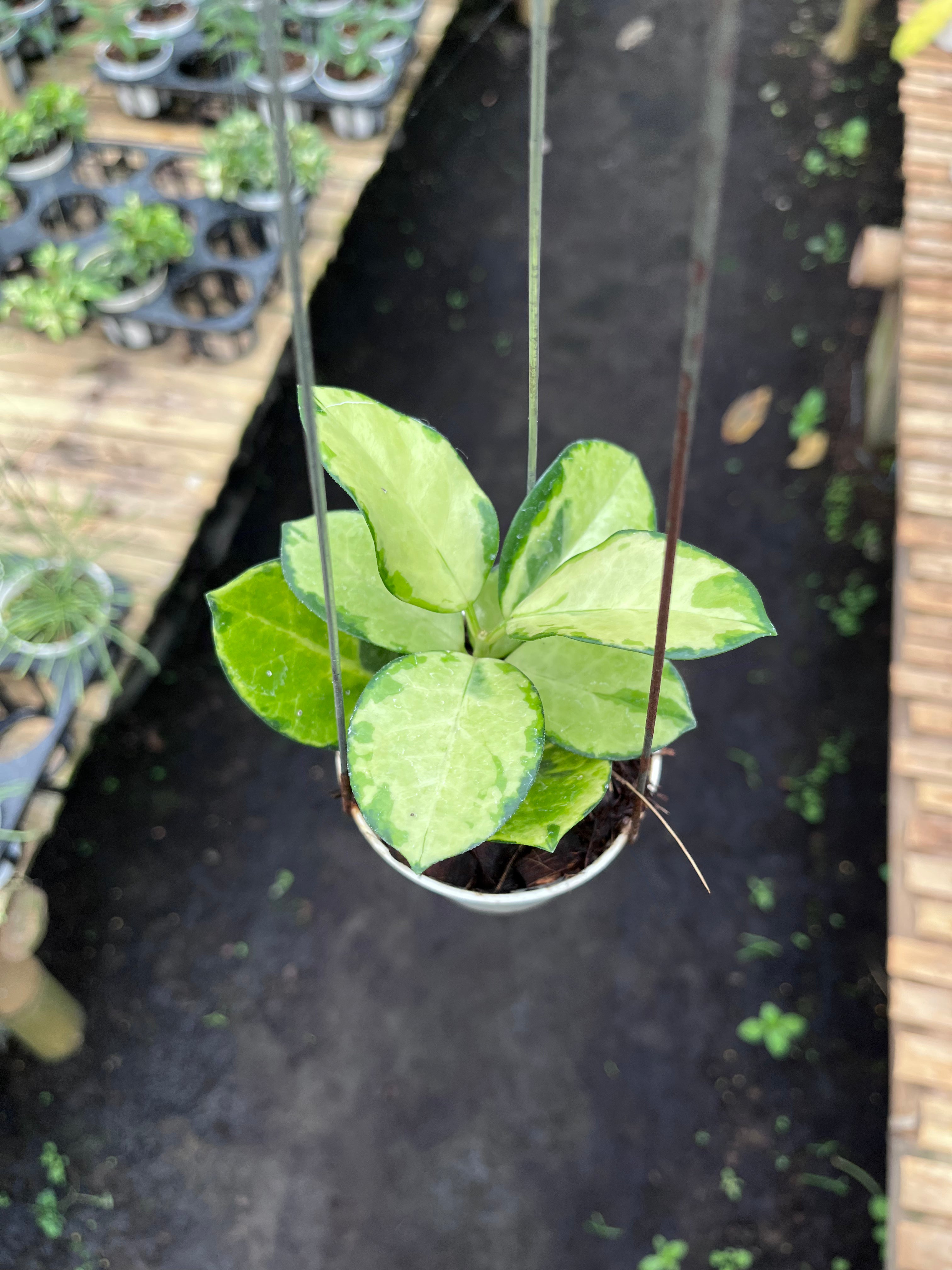 Hoya Australis Peacock