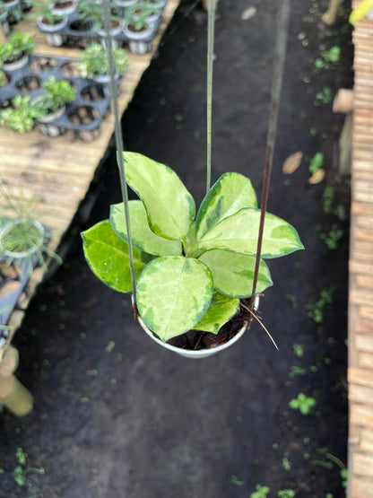 Hoya Australis Peacock