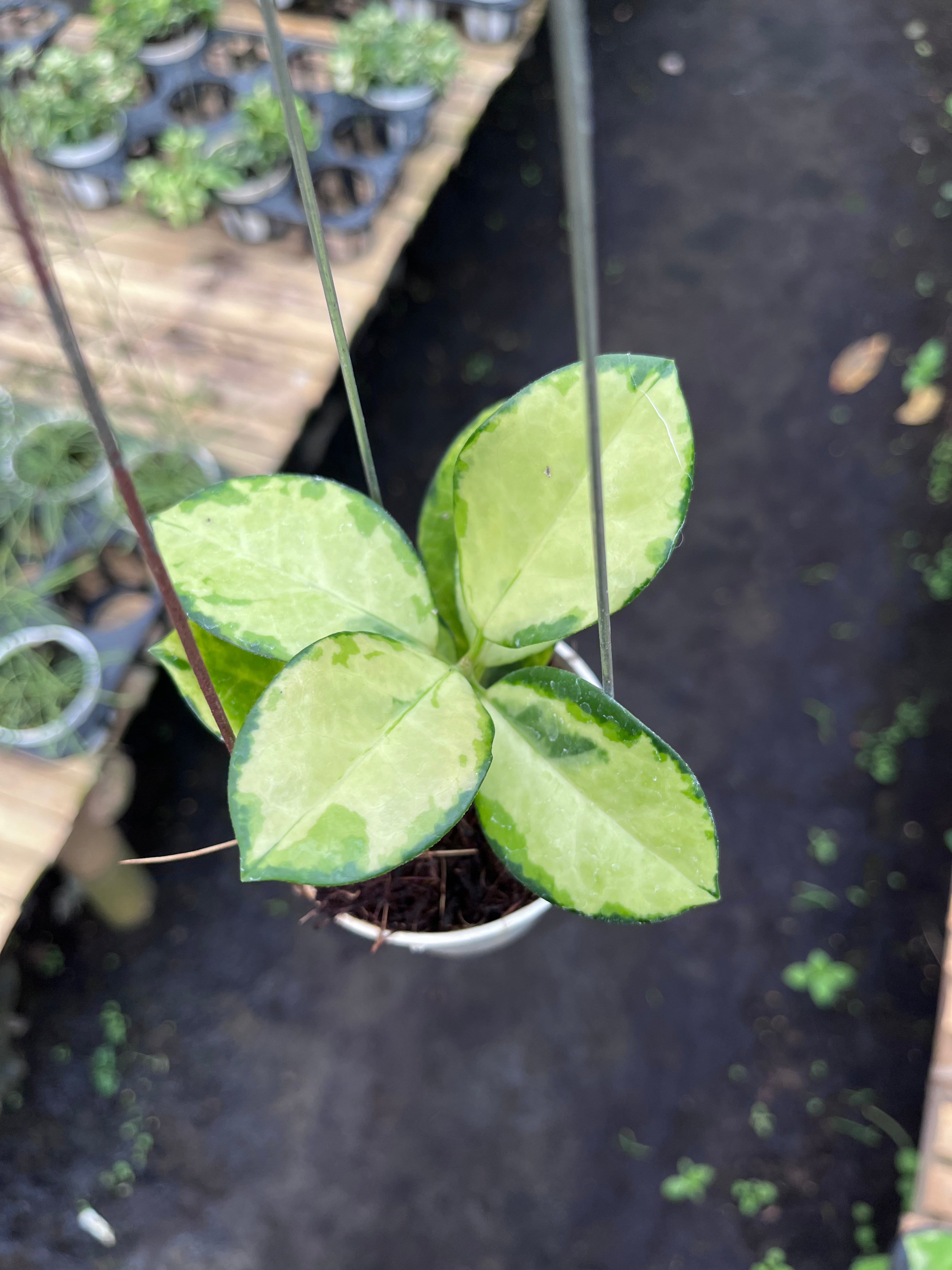 Hoya Australis Peacock