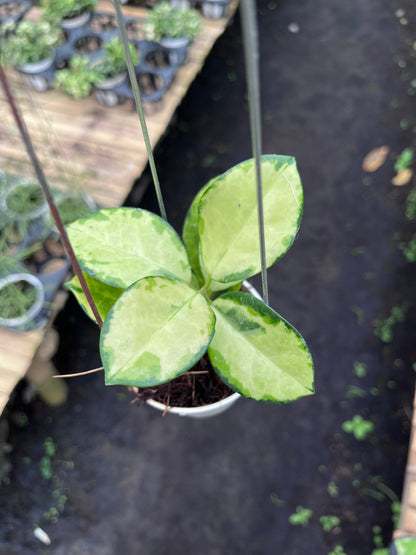 Hoya Australis Peacock