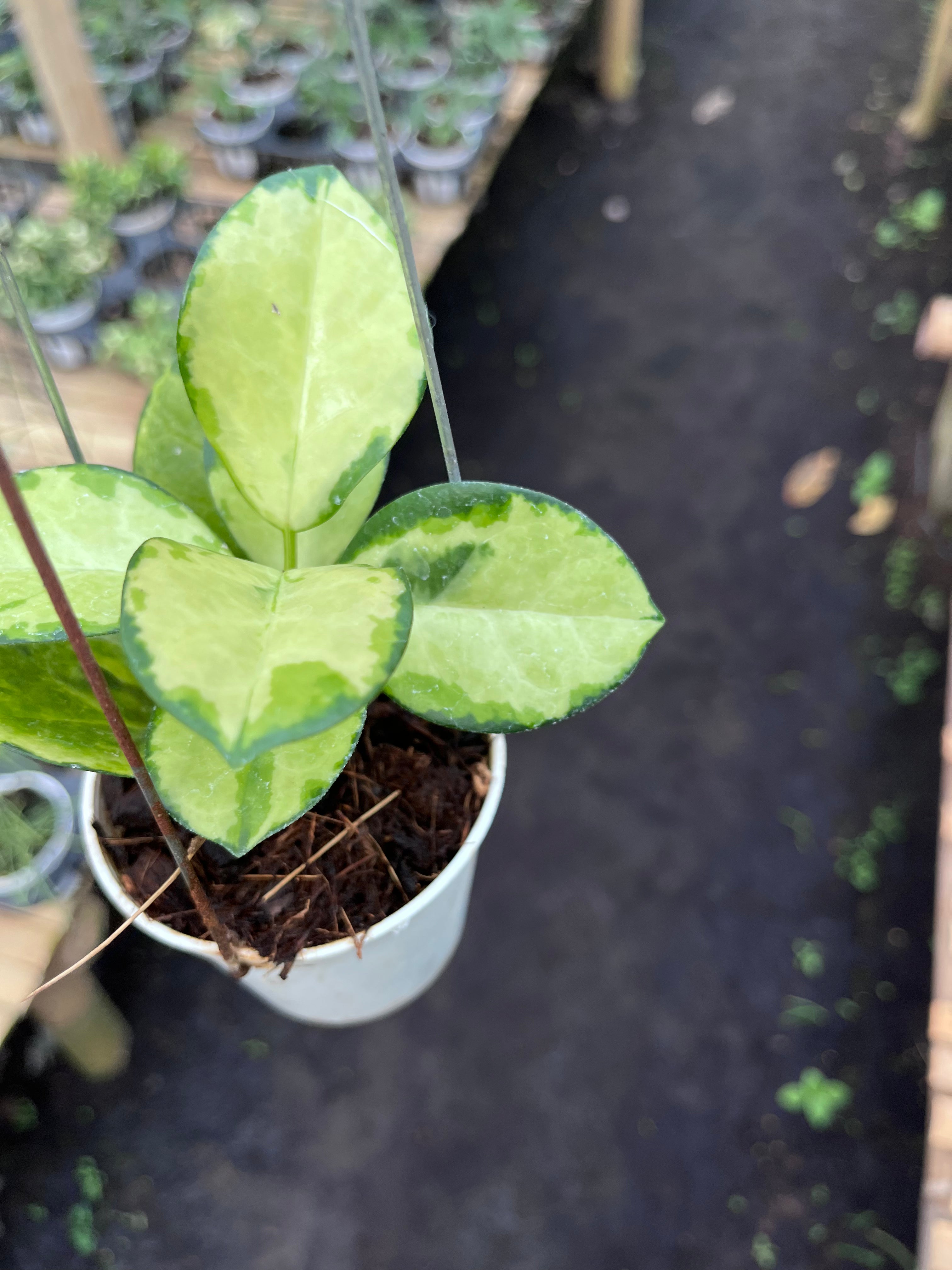 Hoya Australis Peacock