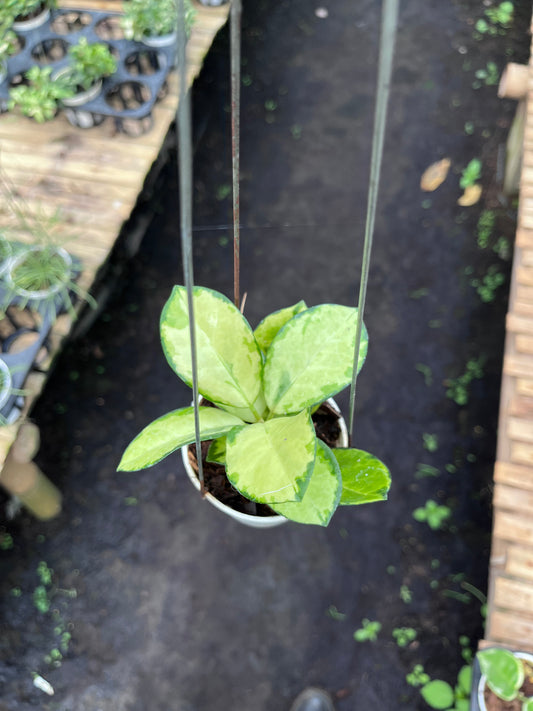 Hoya Australis Peacock