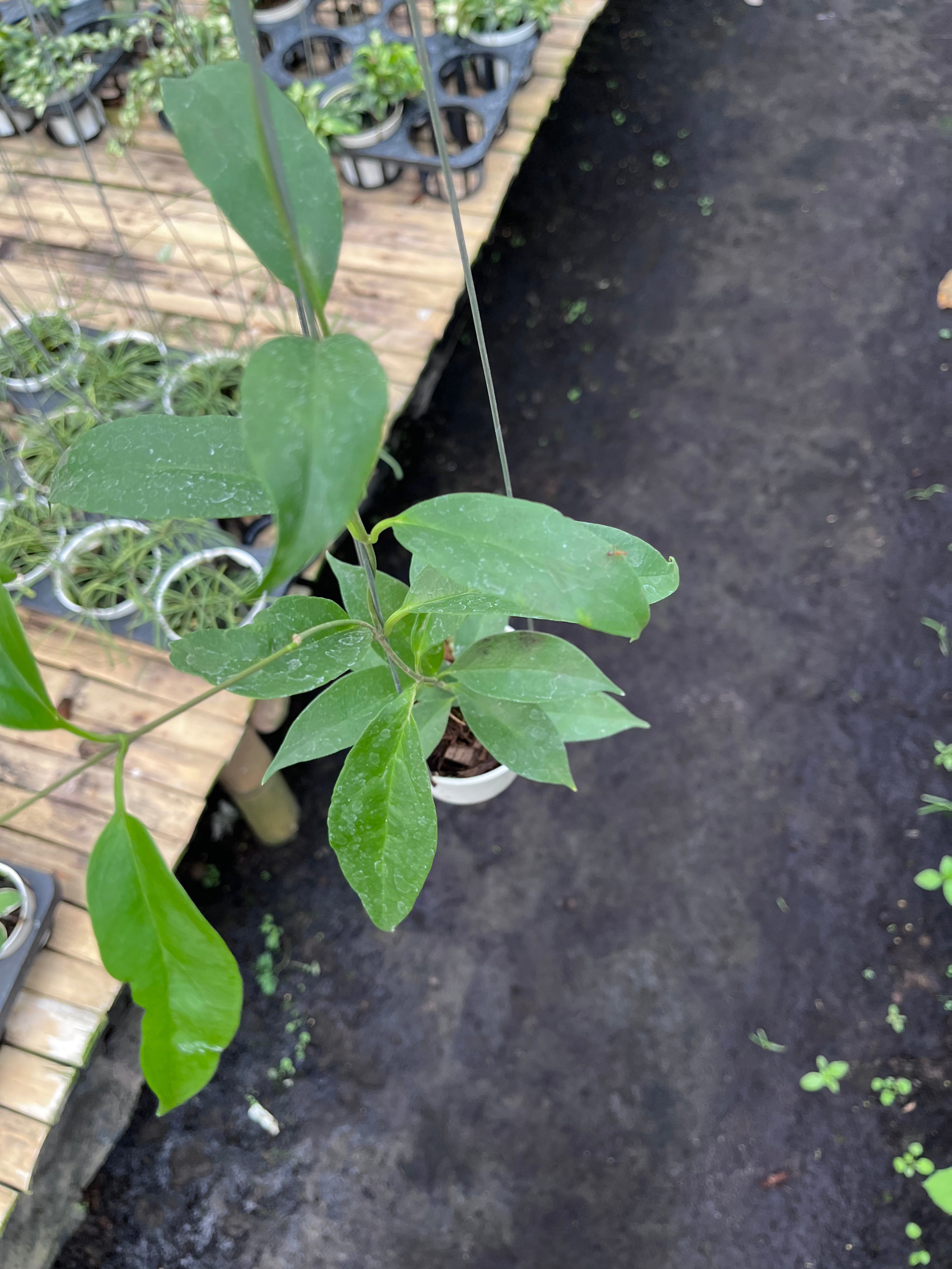 Hoya Chloroleuca
