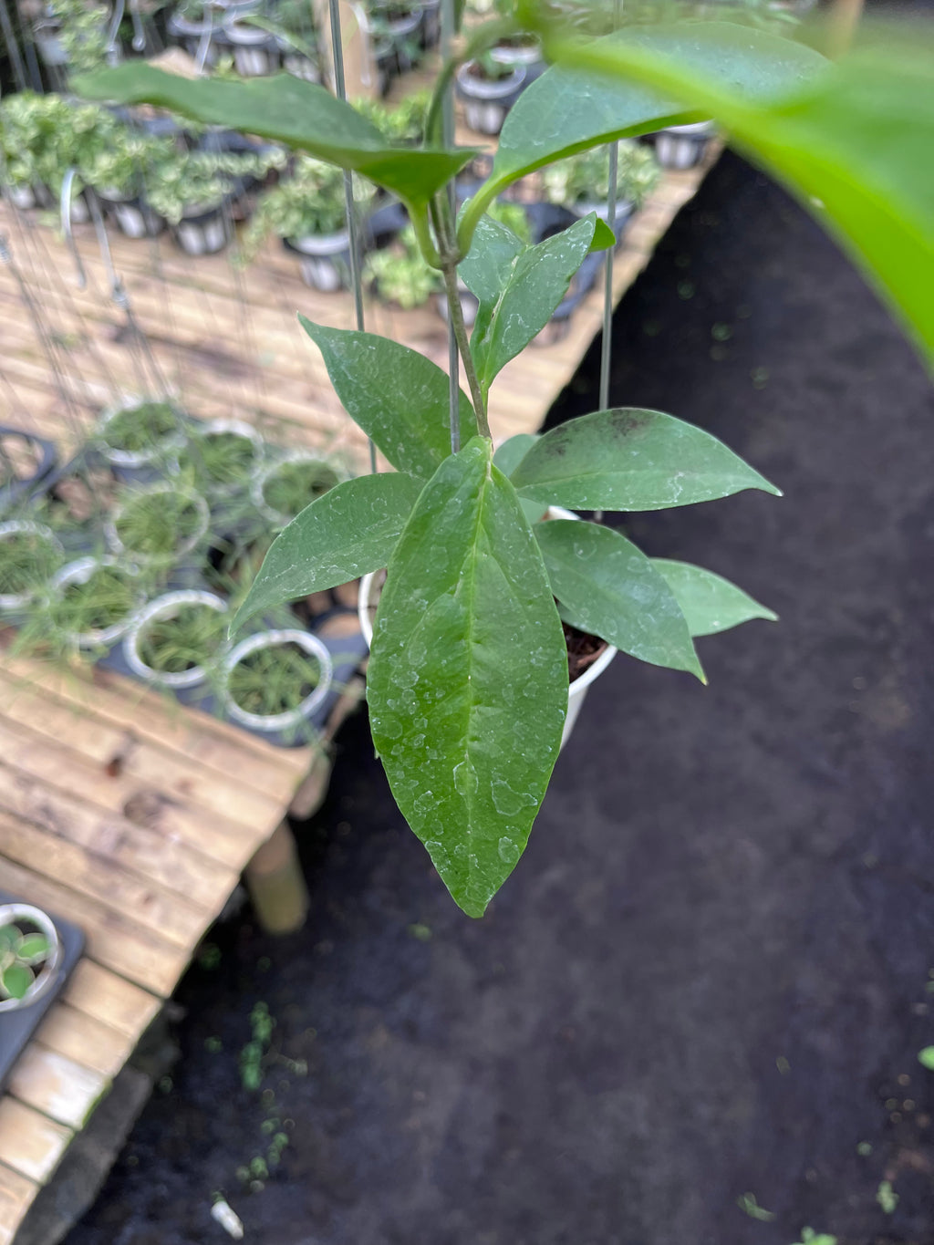 Hoya Chloroleuca