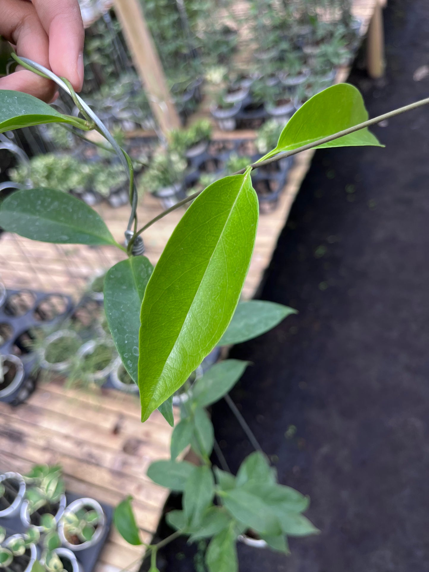 Hoya Chloroleuca