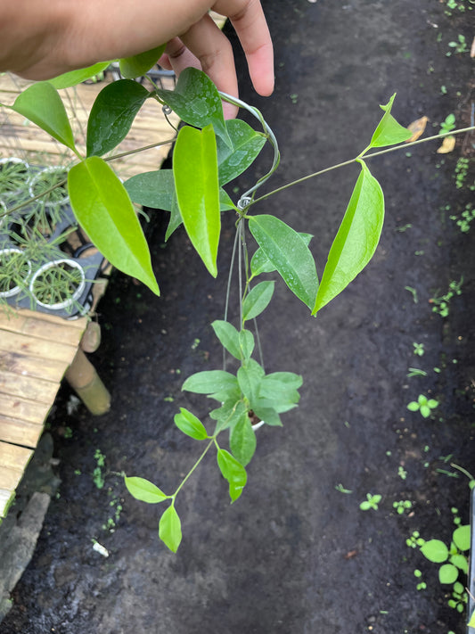 Hoya Chloroleuca