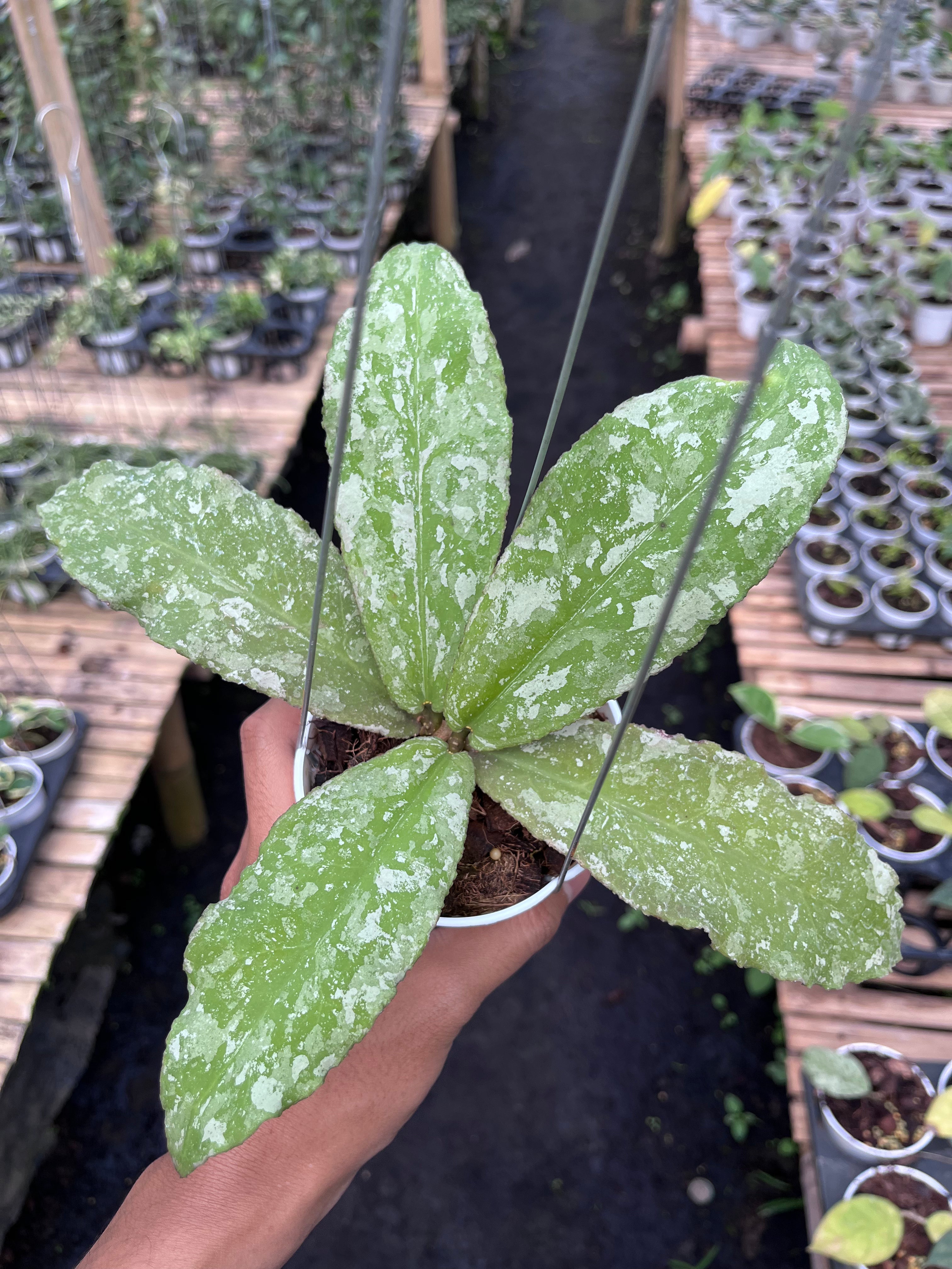 Hoya Undulata Army