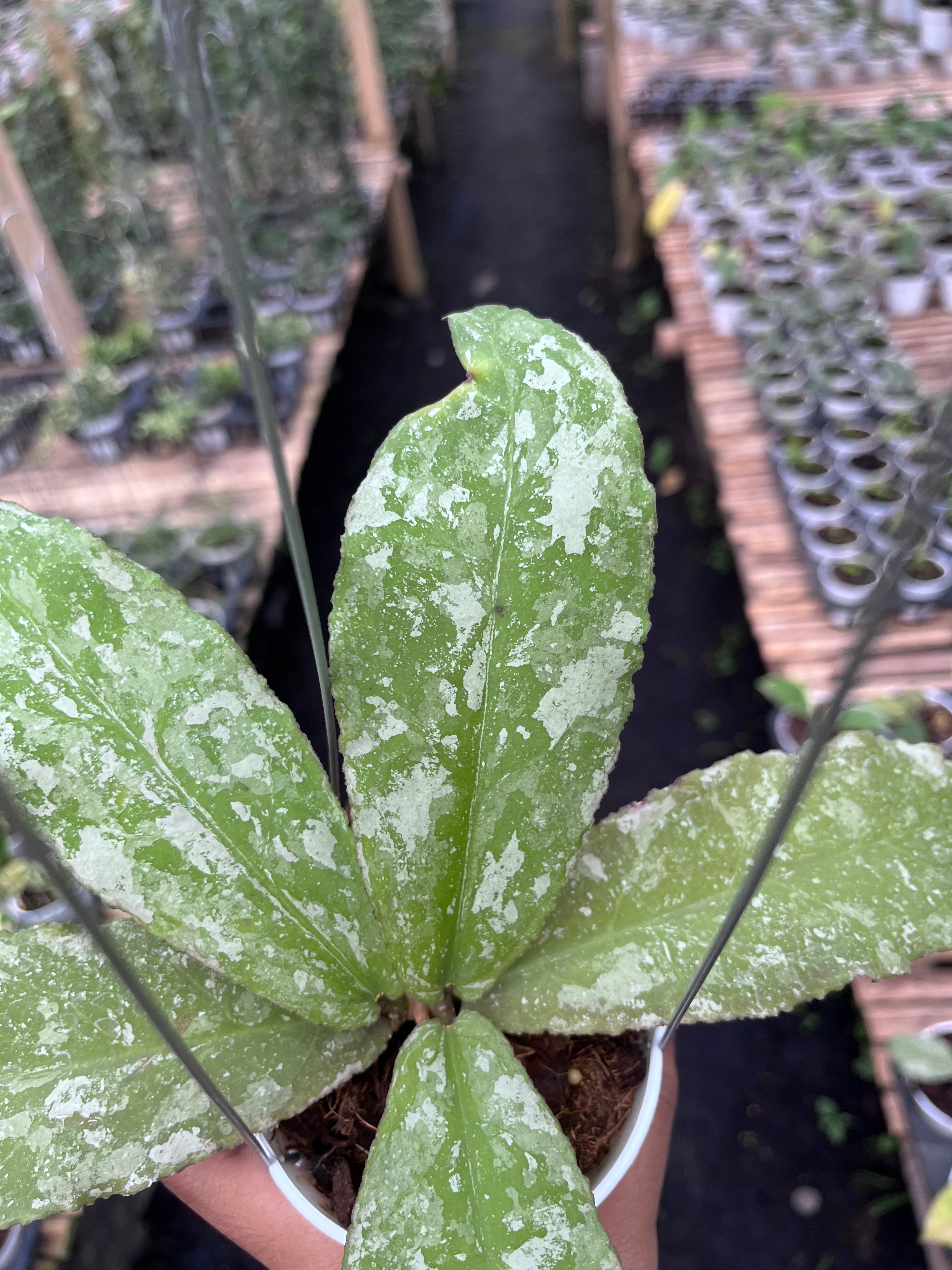 Hoya Undulata Army