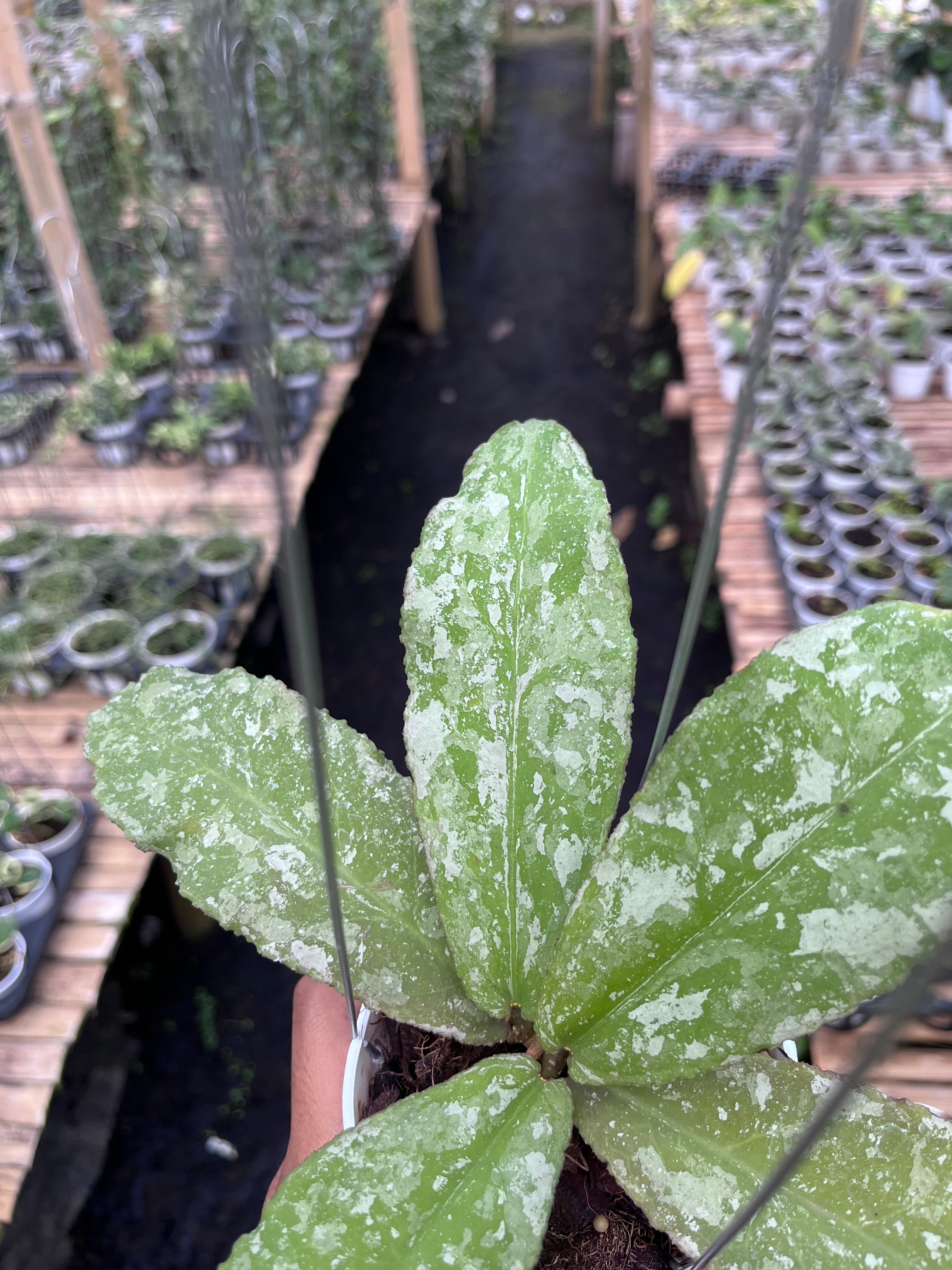 Hoya Undulata Army
