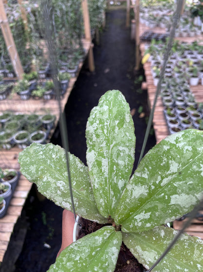 Hoya Undulata Army