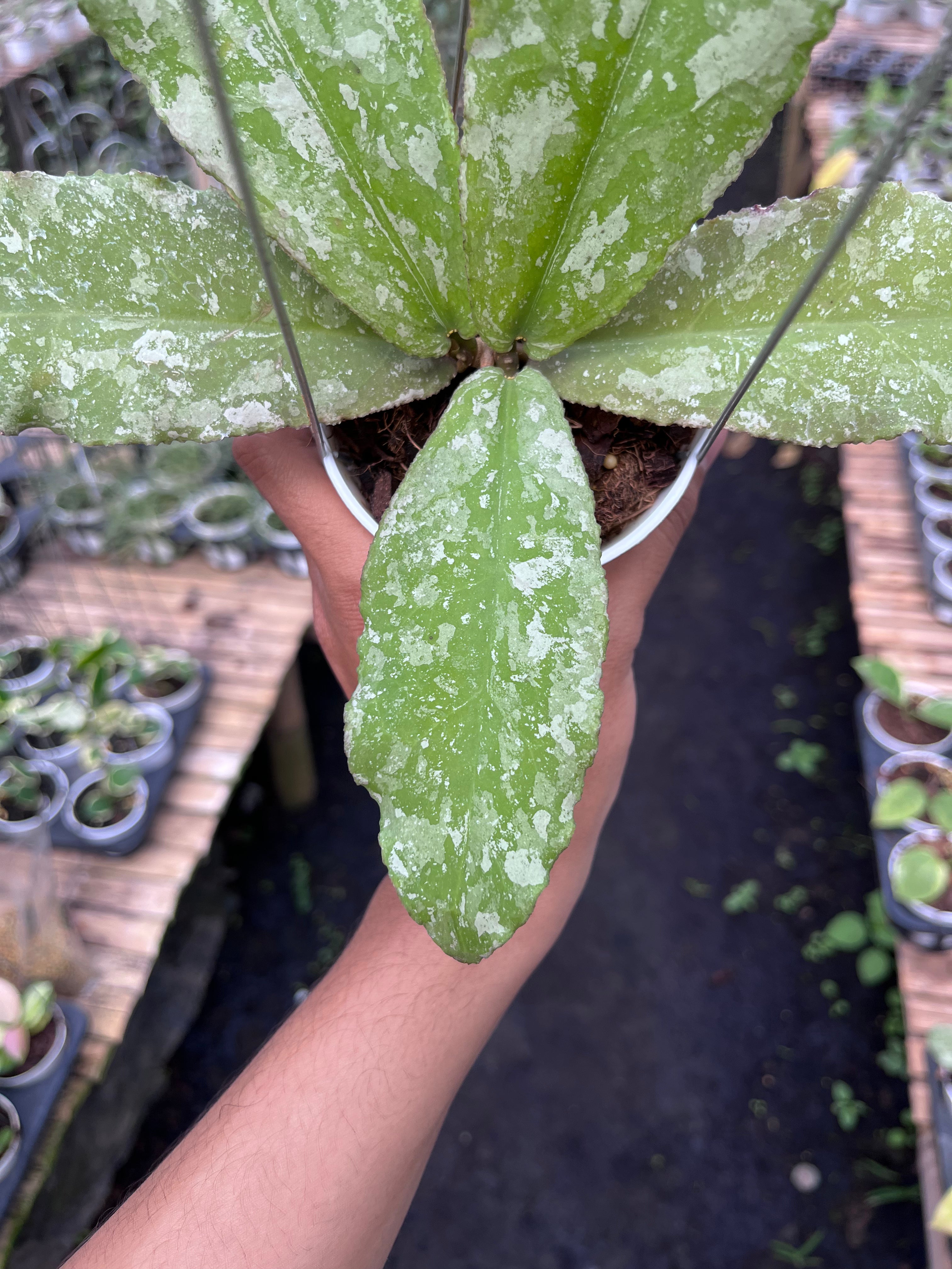 Hoya Undulata Army