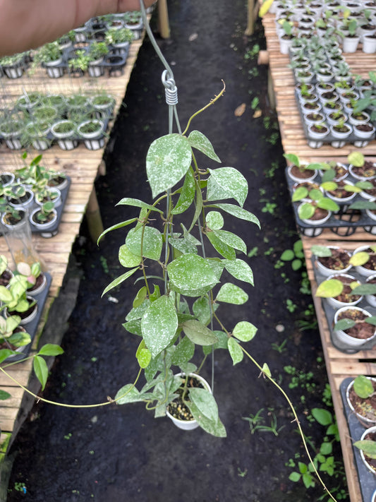 Hoya Walliniana Splash