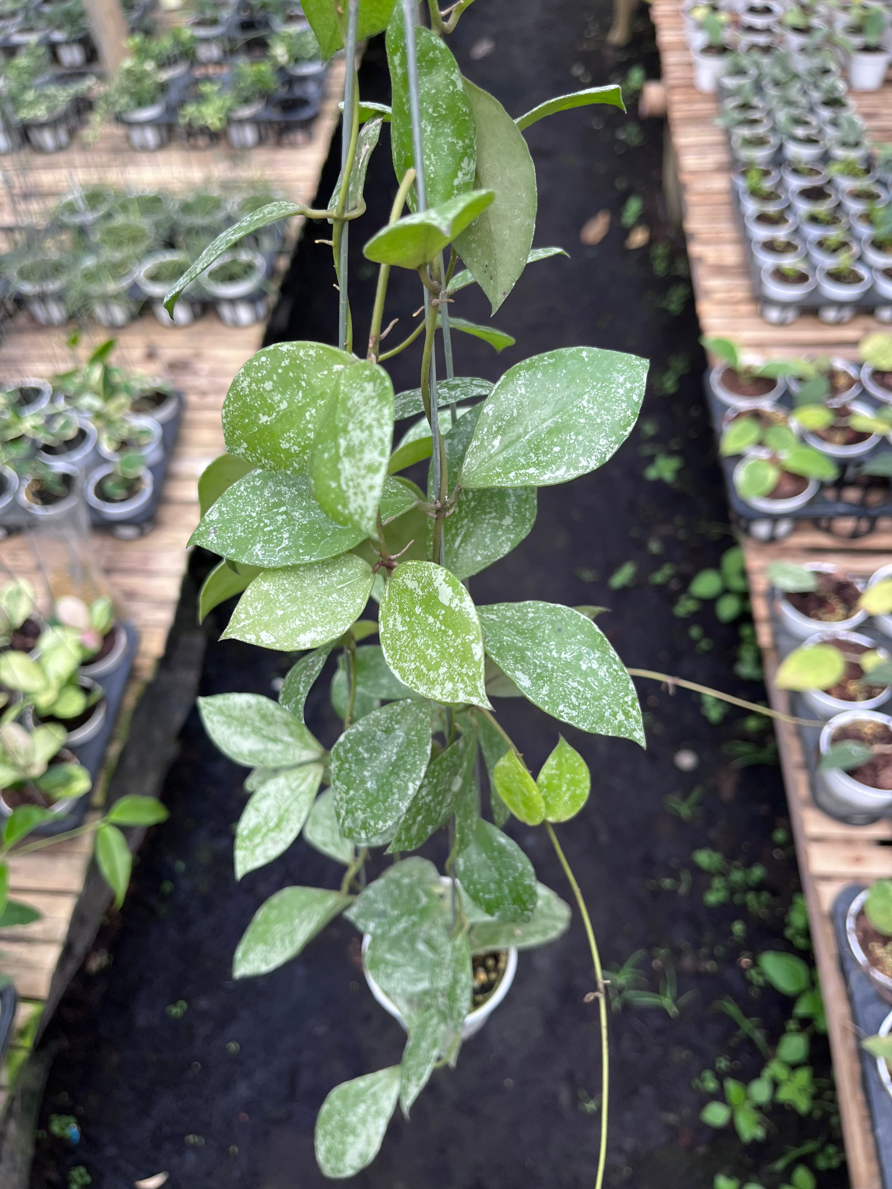 Hoya Walliniana Splash
