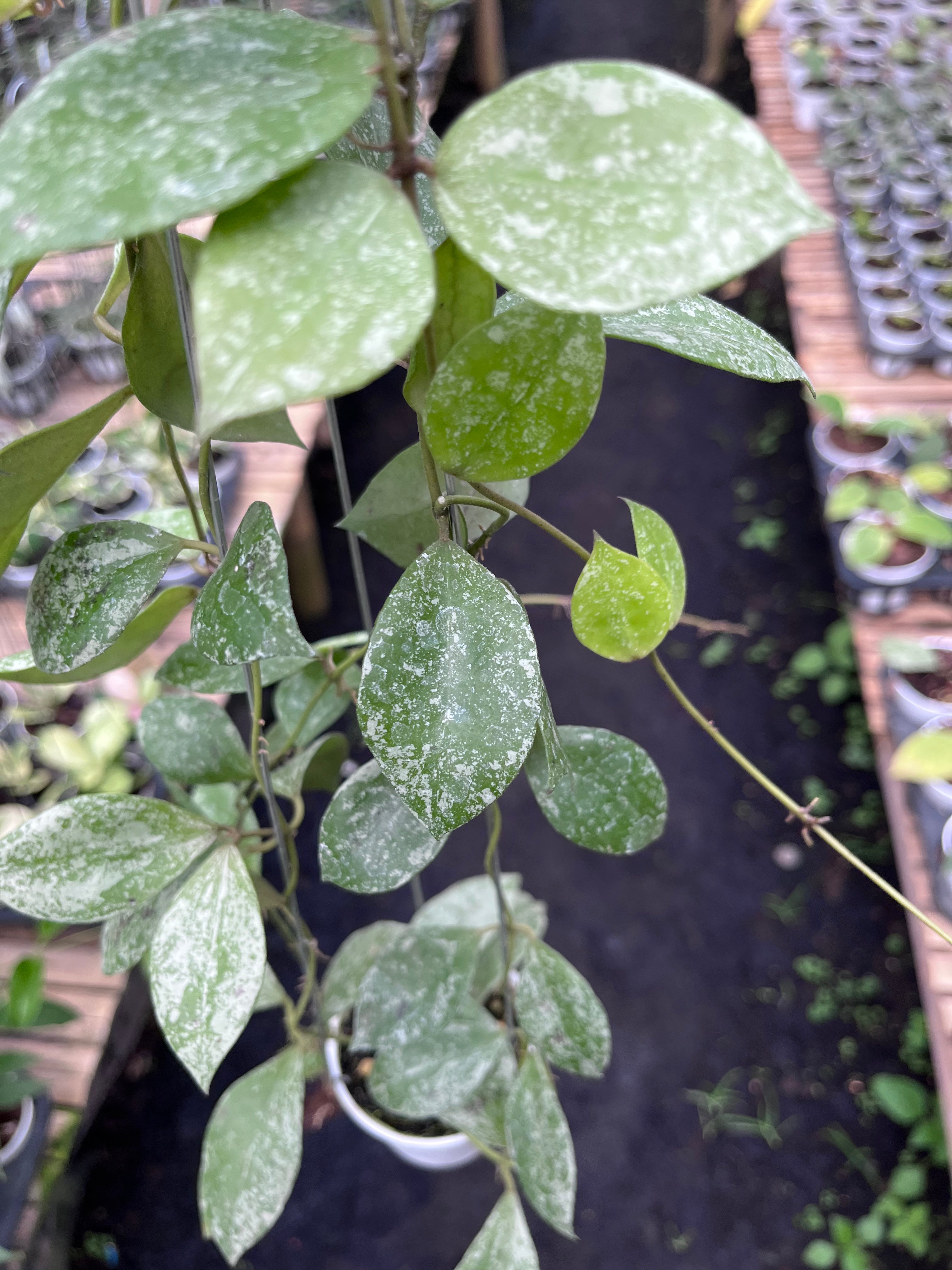 Hoya Walliniana Splash