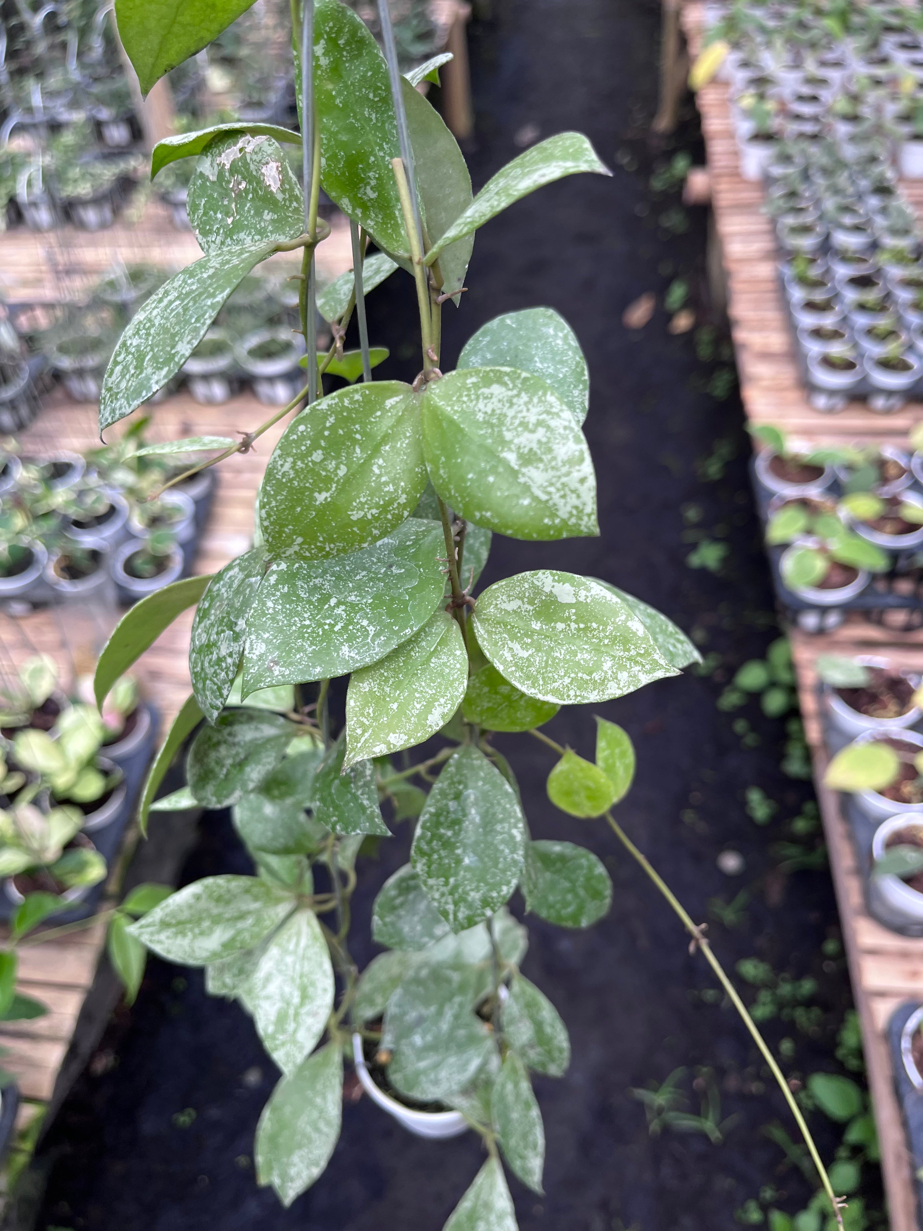Hoya Walliniana Splash