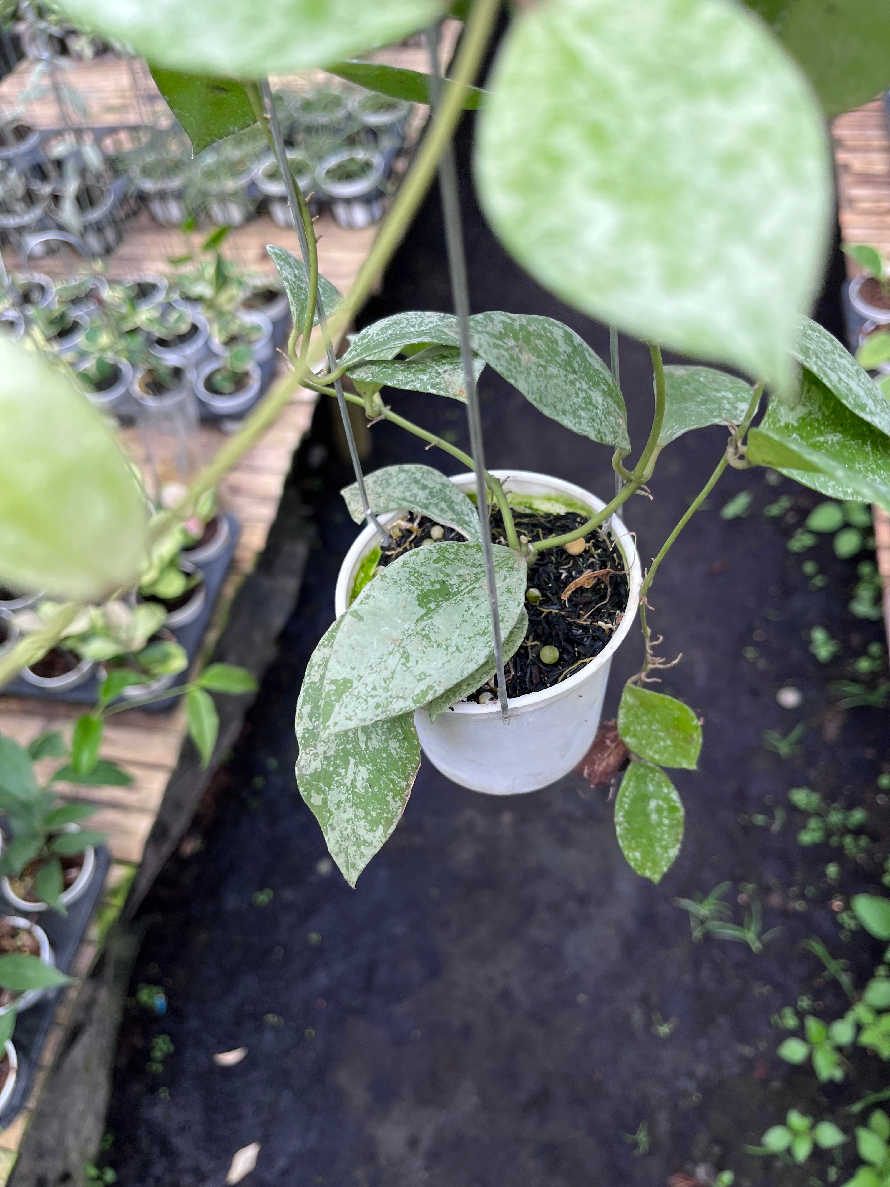 Hoya Walliniana Splash