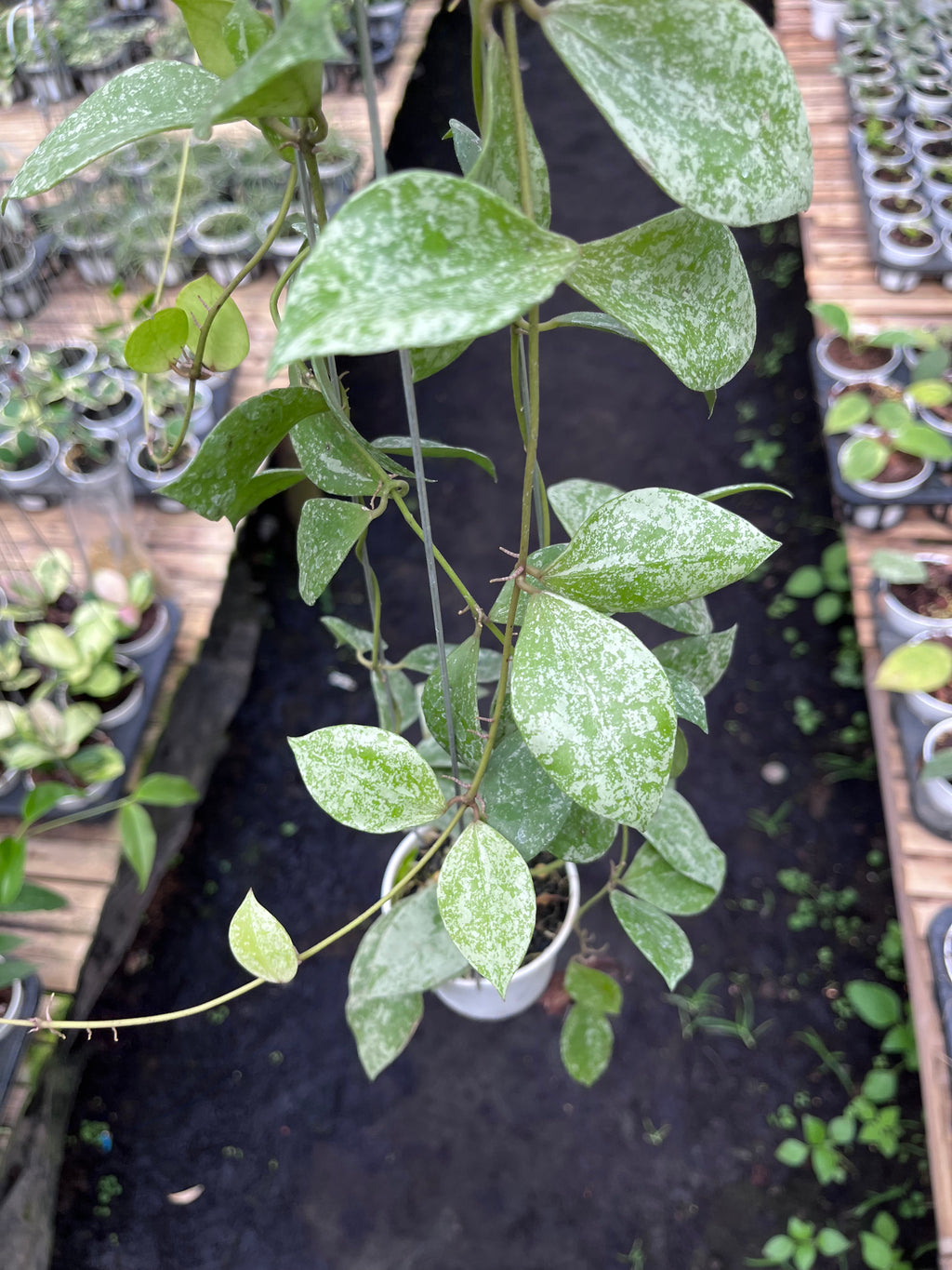 Hoya Walliniana Splash