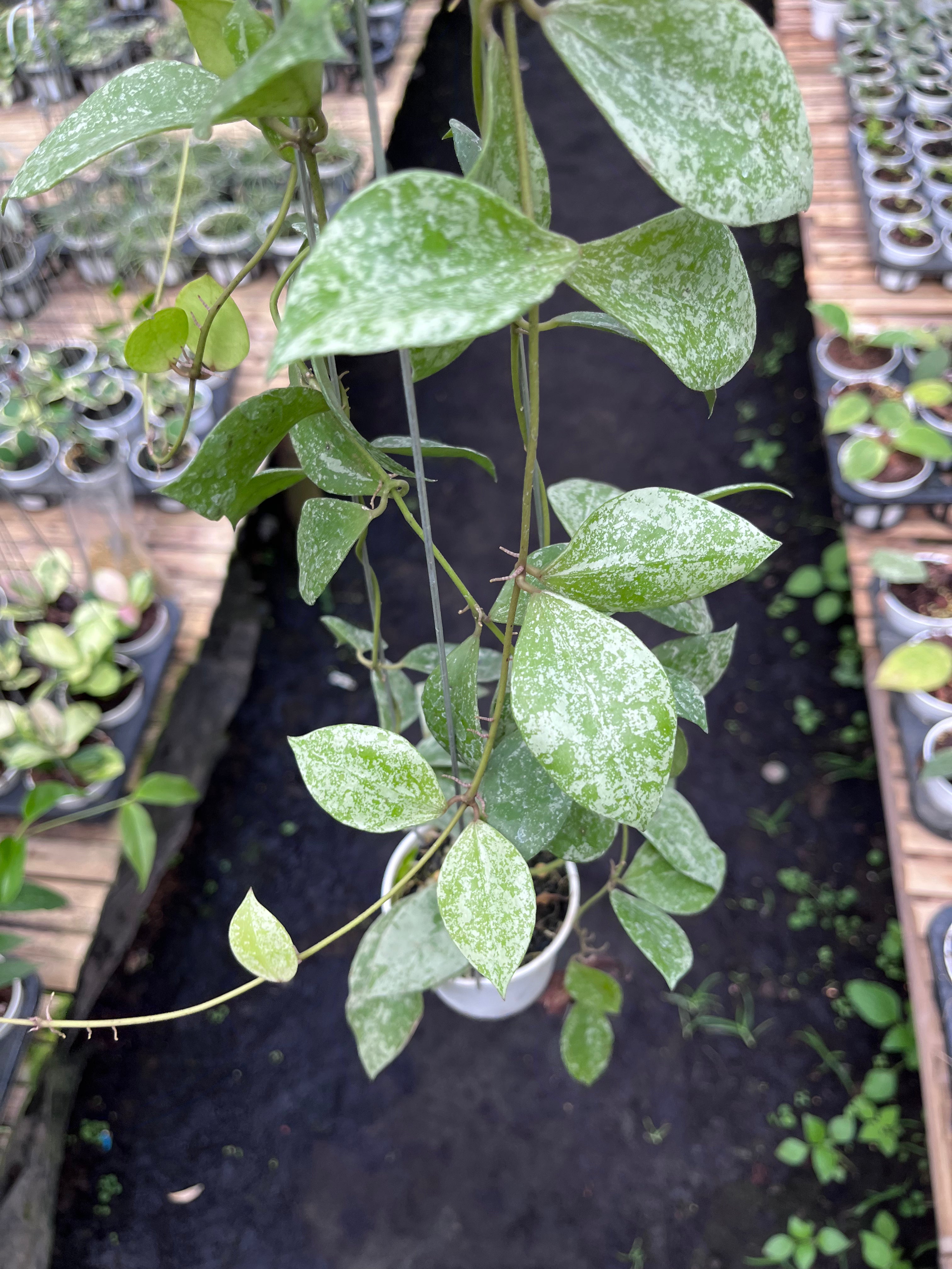 Hoya Walliniana Splash