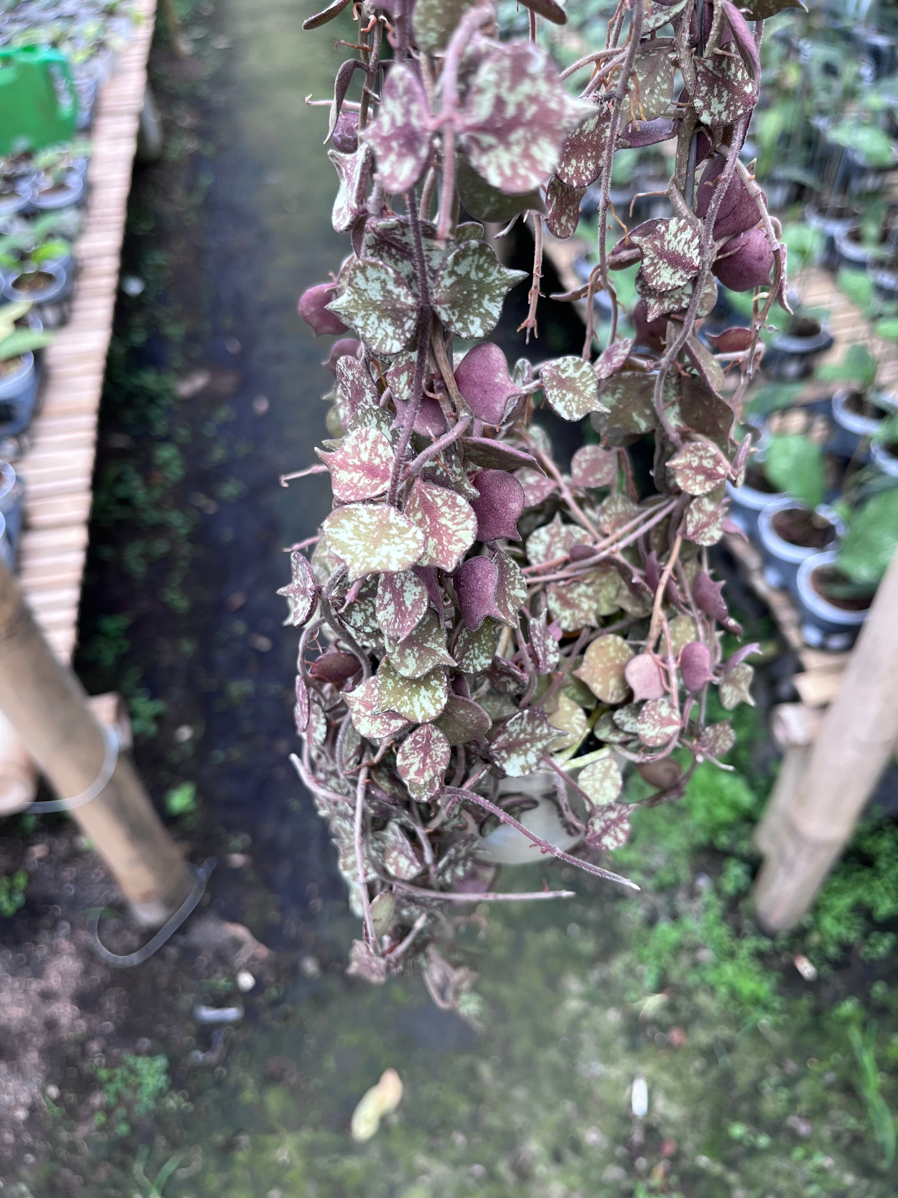 Hoya Curtisi Red