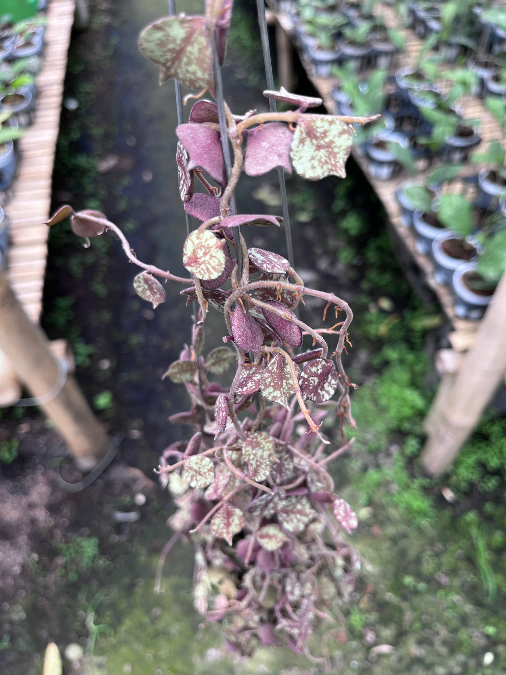 Hoya Curtisi Red