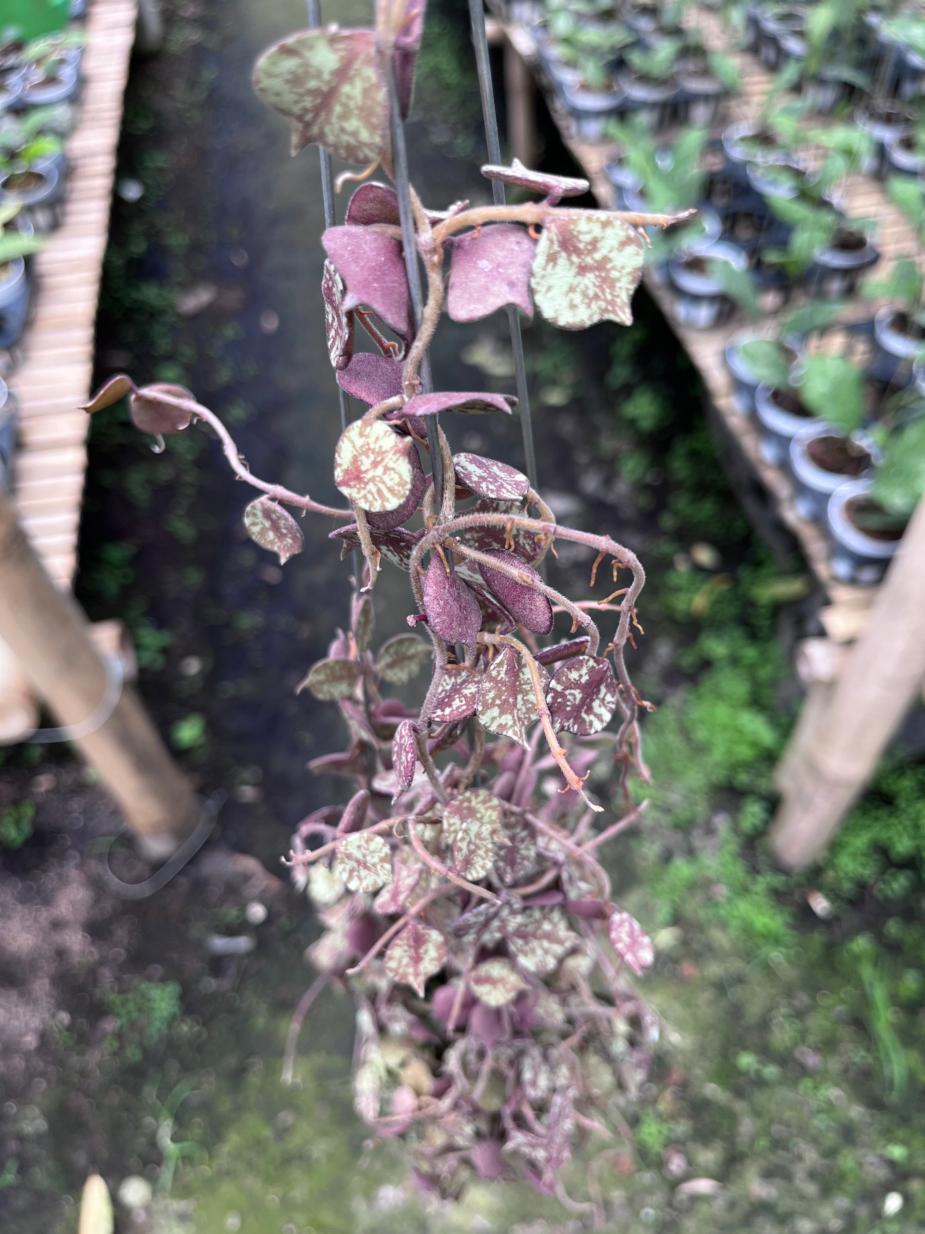Hoya Curtisi Red