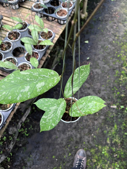 Hoya Meridithii Aceh New