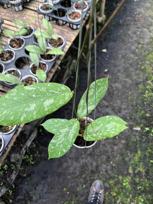 Hoya Meridithii Aceh New